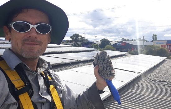 solar panel cleaning